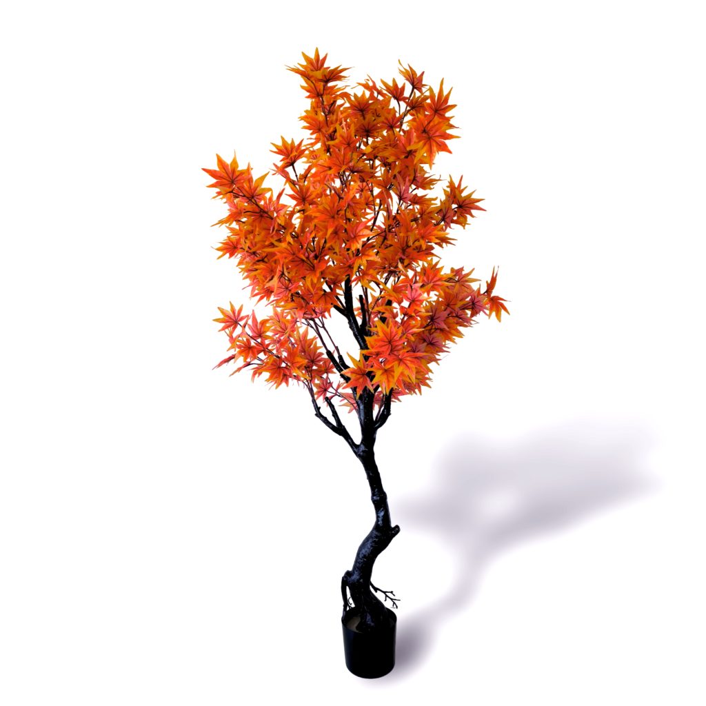 Acer