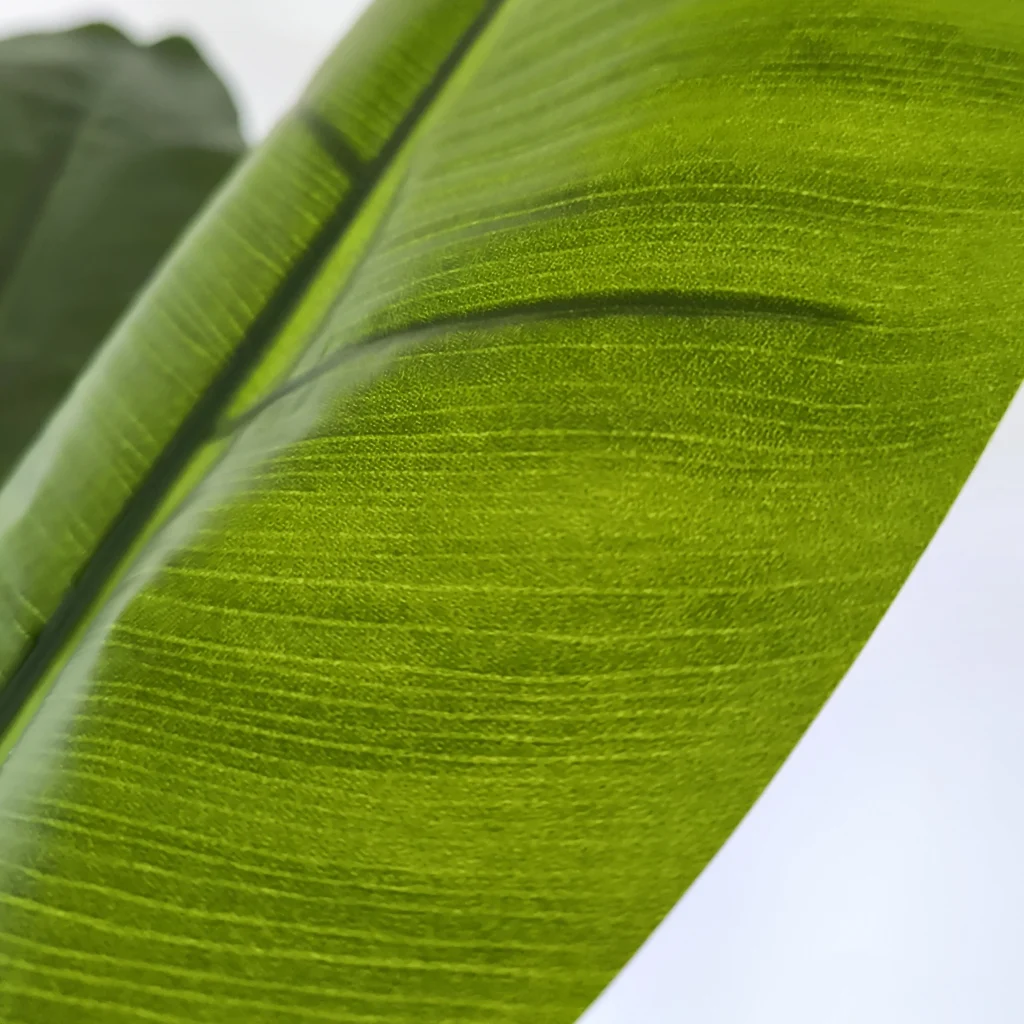 Bananeira Caule enicooliivo1