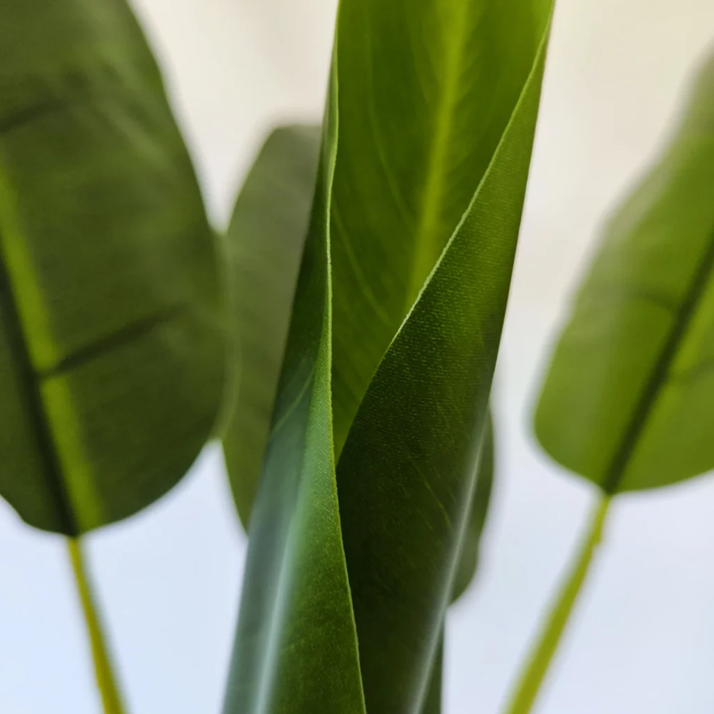 Bananeira Caule enicooliivo2