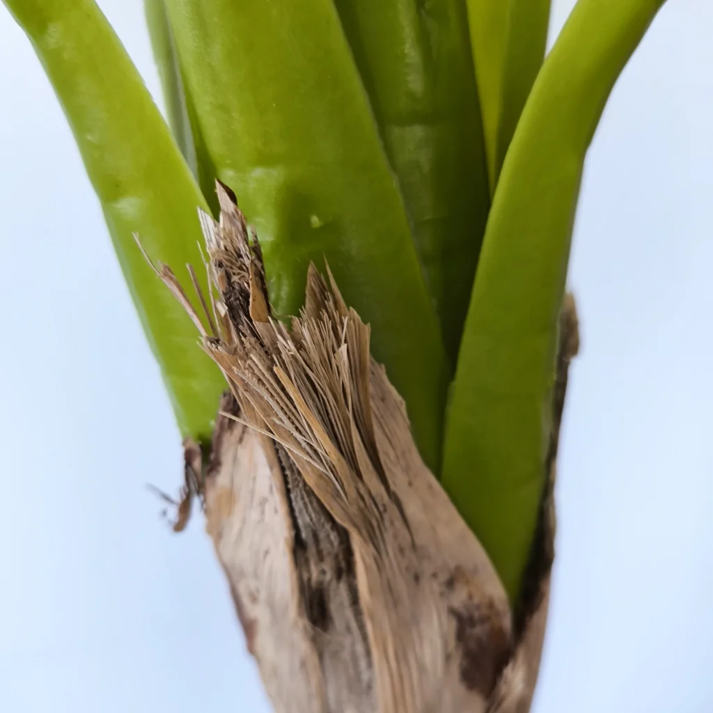 Bananeira Caule enicooliivo3
