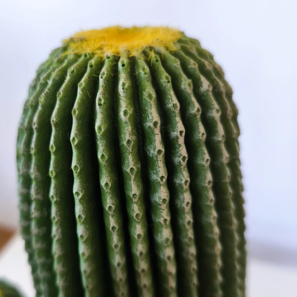 Cactusoliivo1