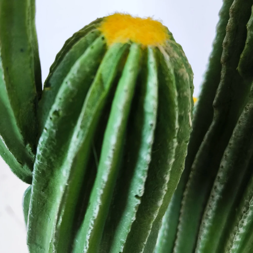 Cactusoliivo2