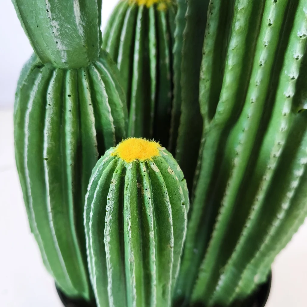 Cactusoliivo3
