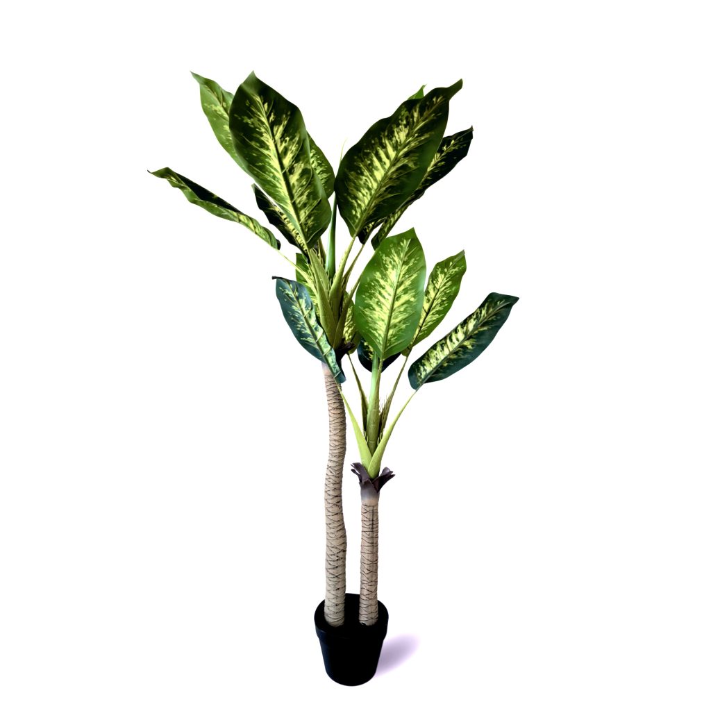 Dracena Sanderiana