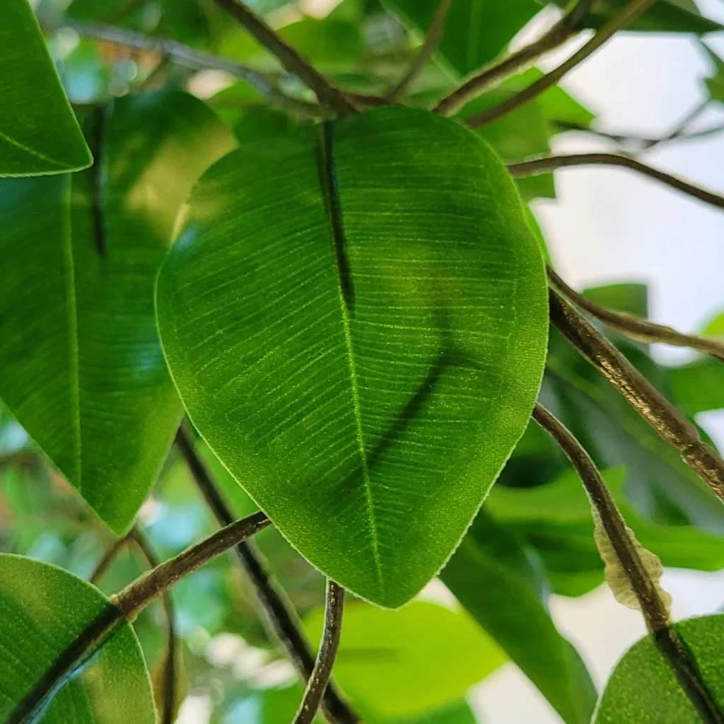 Ficus3 160cm