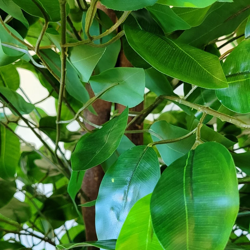 Ficus2 160cm