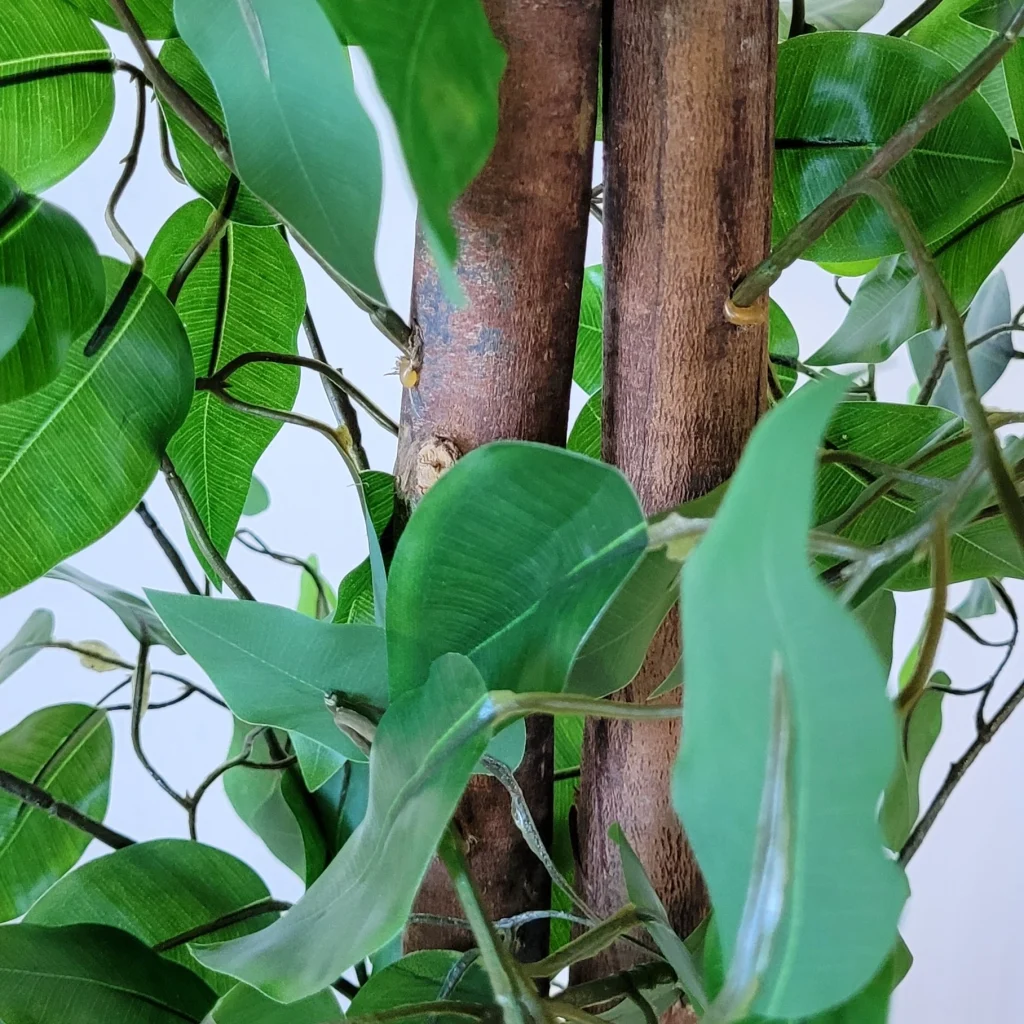 Ficus1 160cm