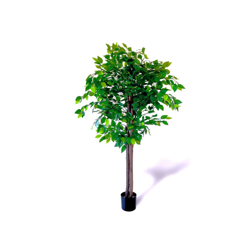 Ficus 160cm