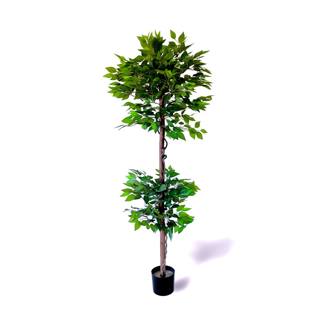 Ficus180cm