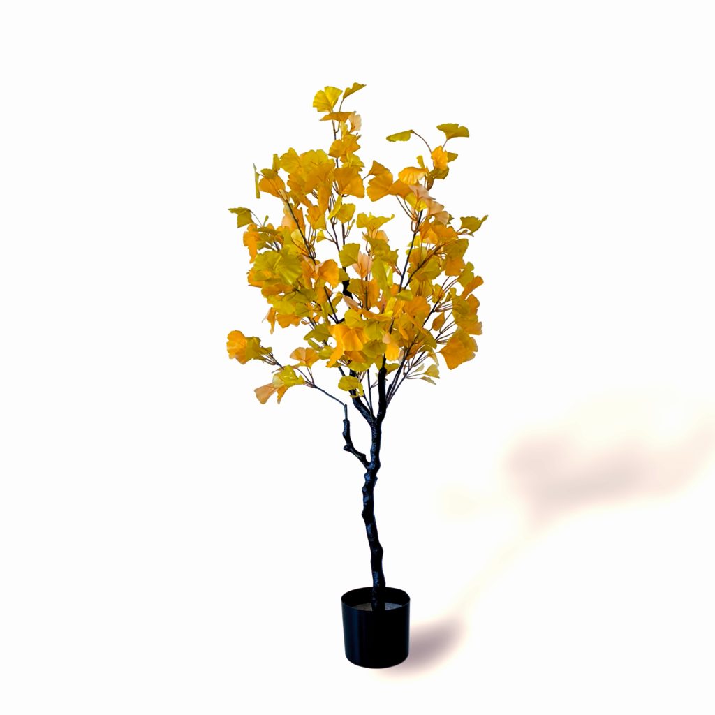 Ginkgo