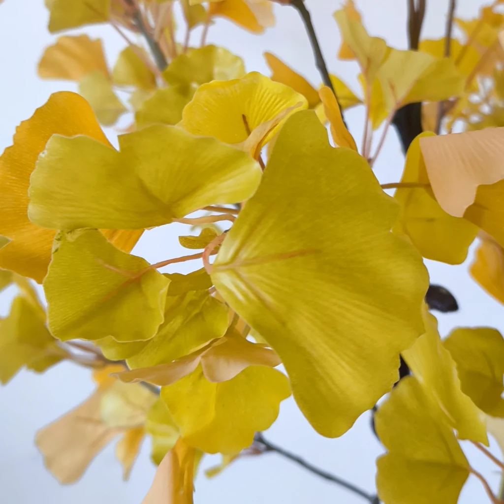 Ginkgo1