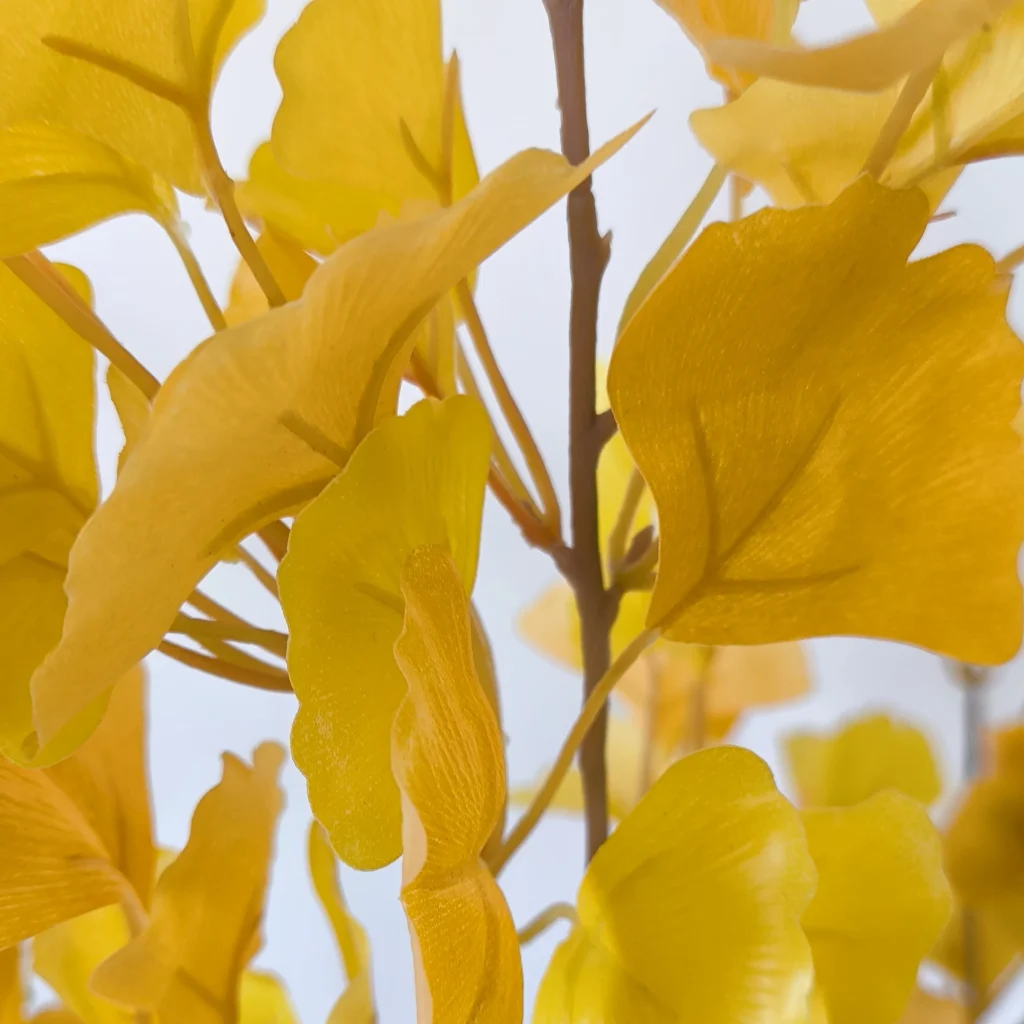 Ginkgo3