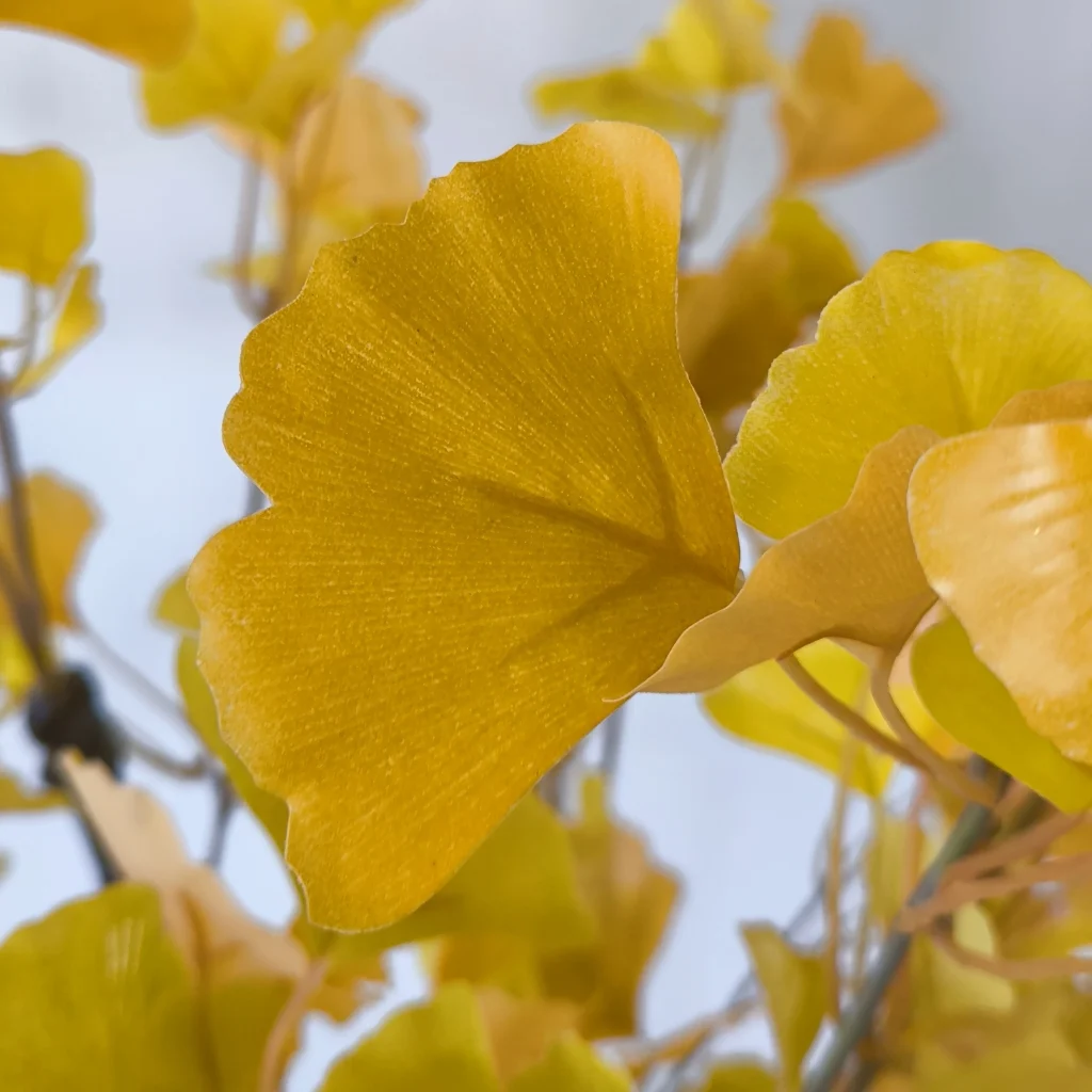 Ginkgo2