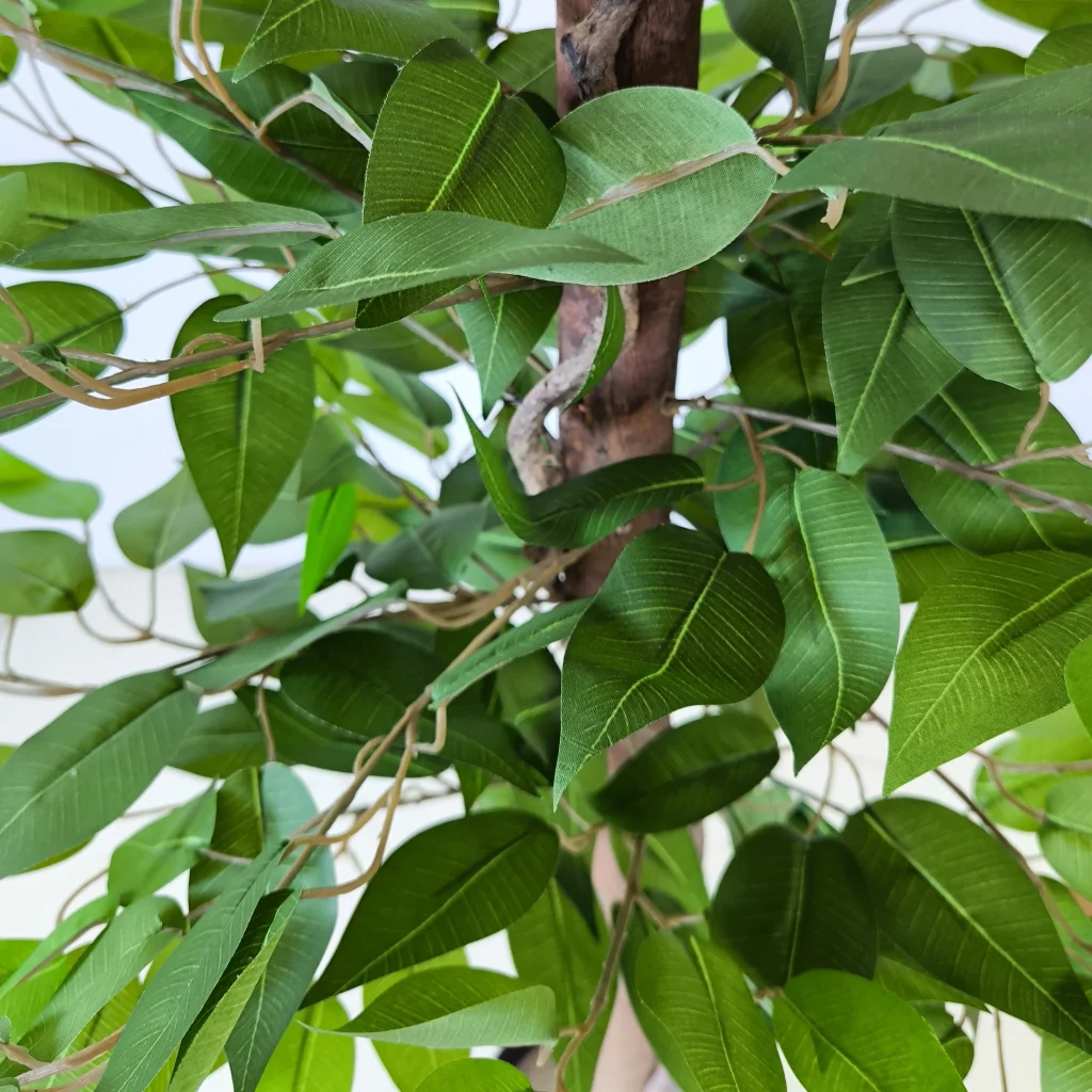 Ficus1 180cm