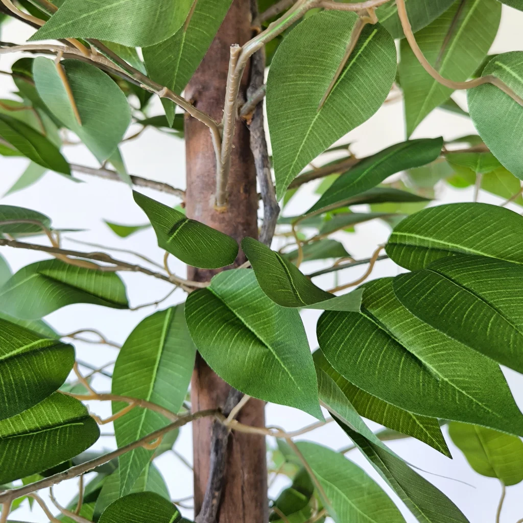 Ficus2 180cm