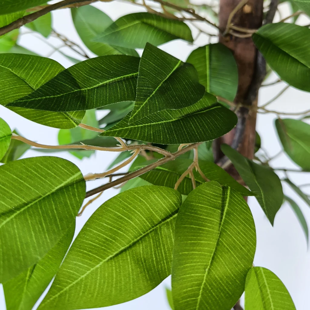 Ficus3 180cm