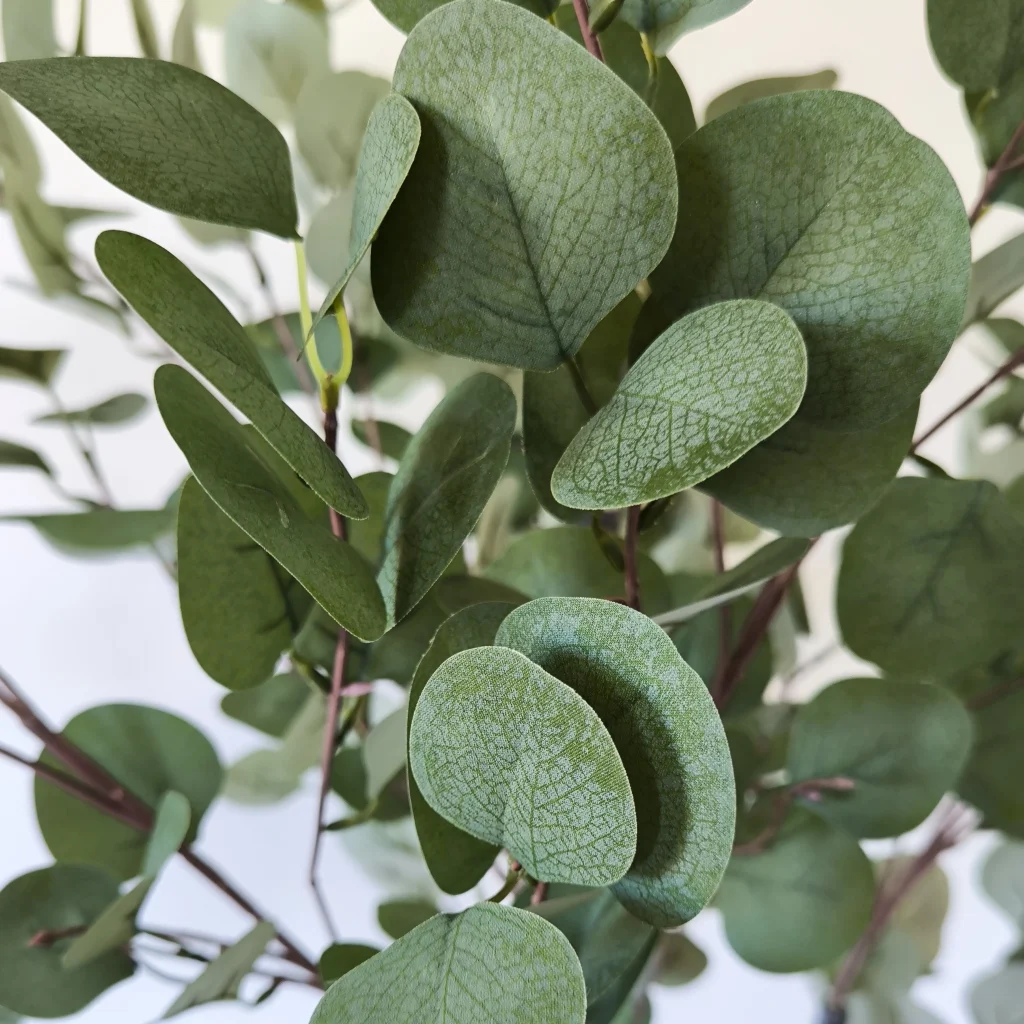 Eucalyptus2