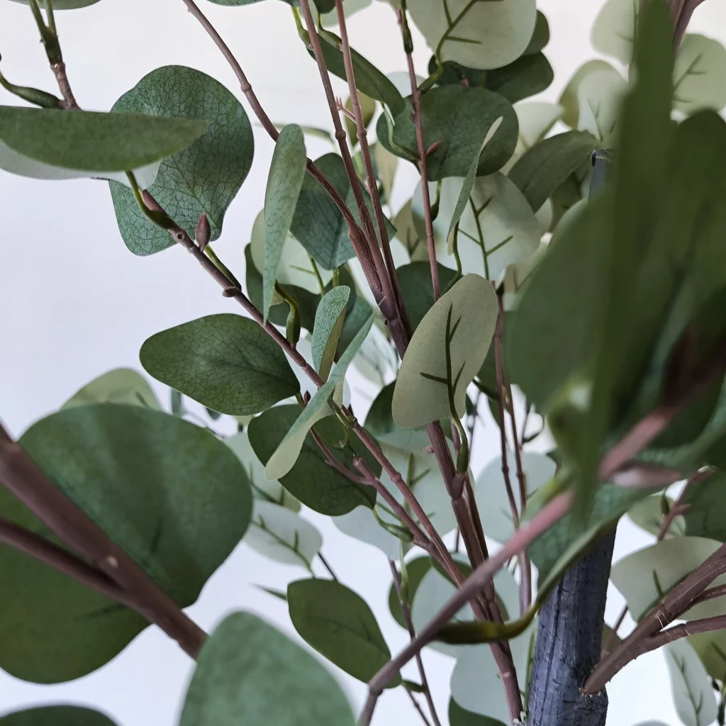 Eucalyptus3