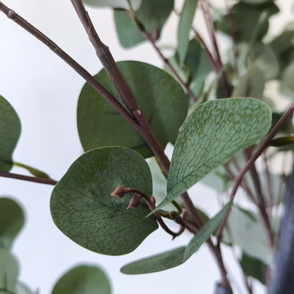 Eucalyptus1