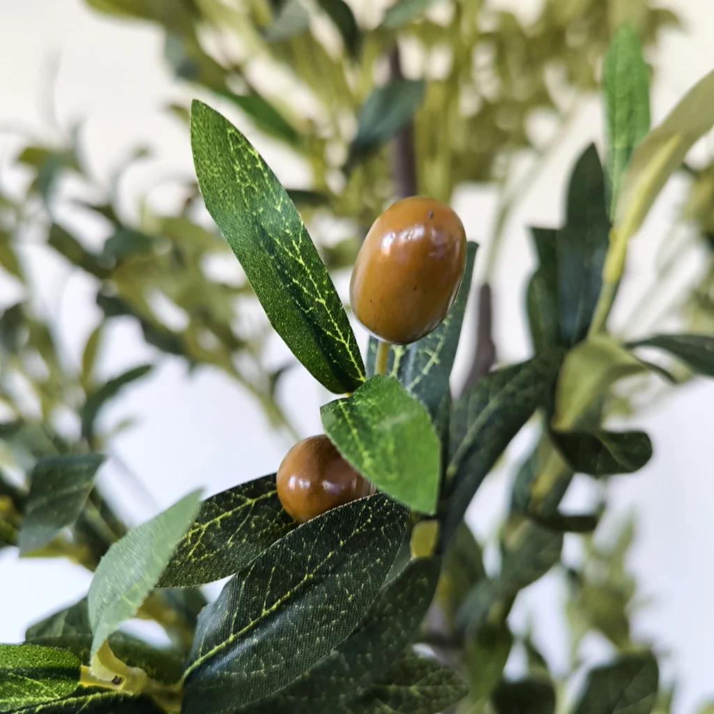 Oliveira4
