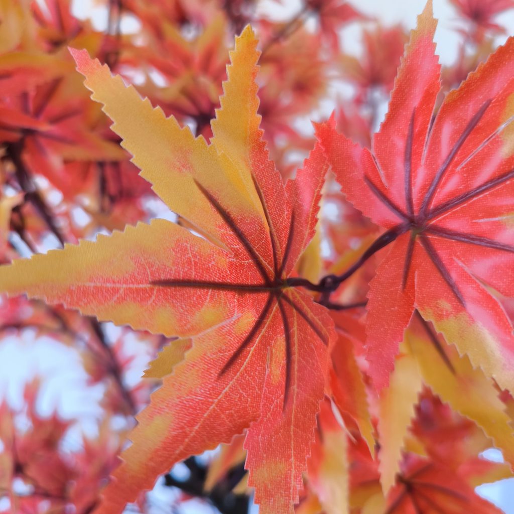 planta-acer-1