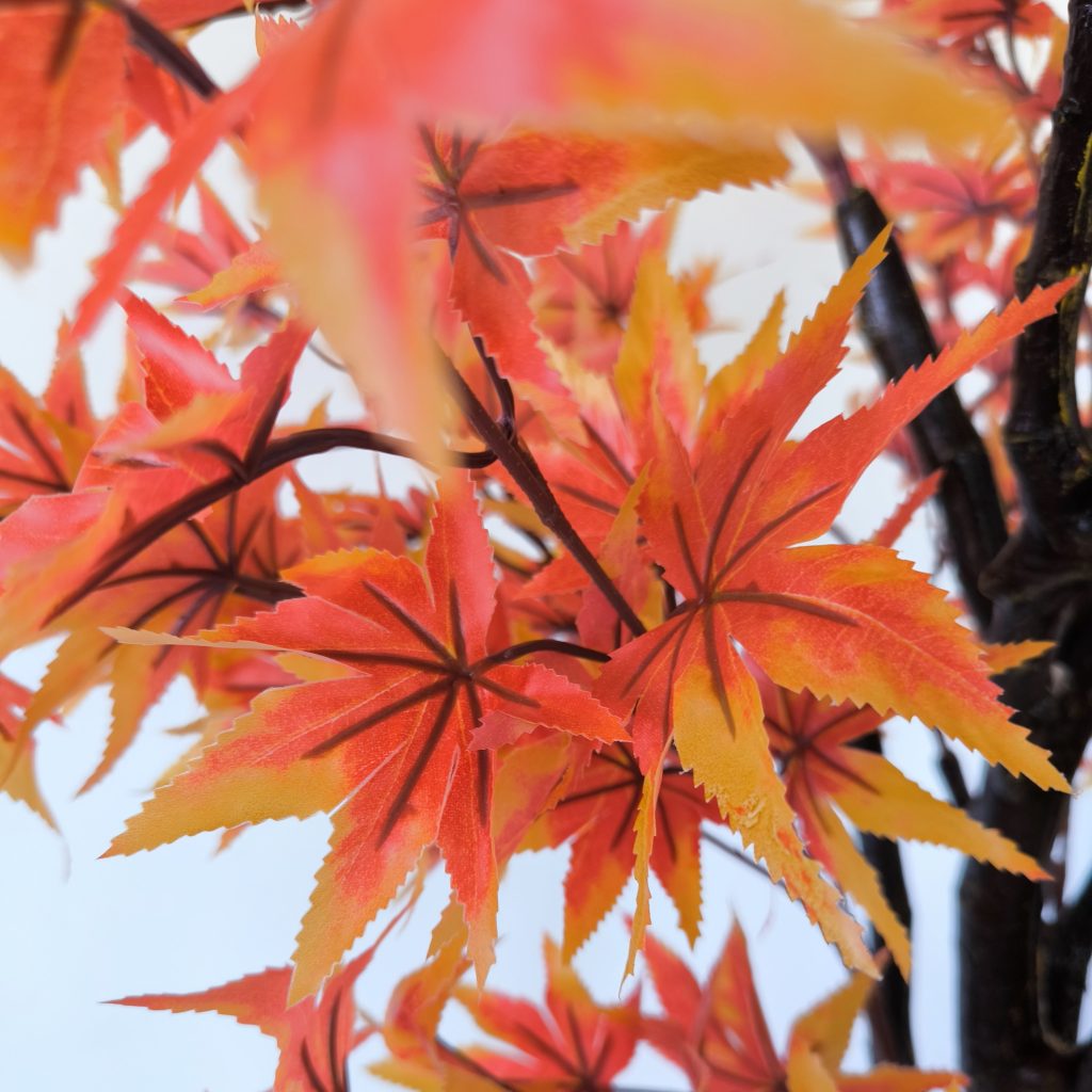 planta-acer-2