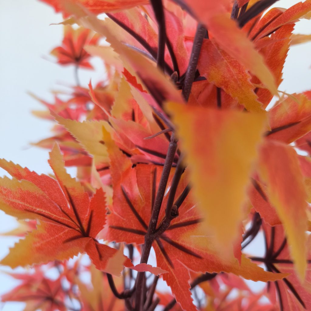 planta-acer-3