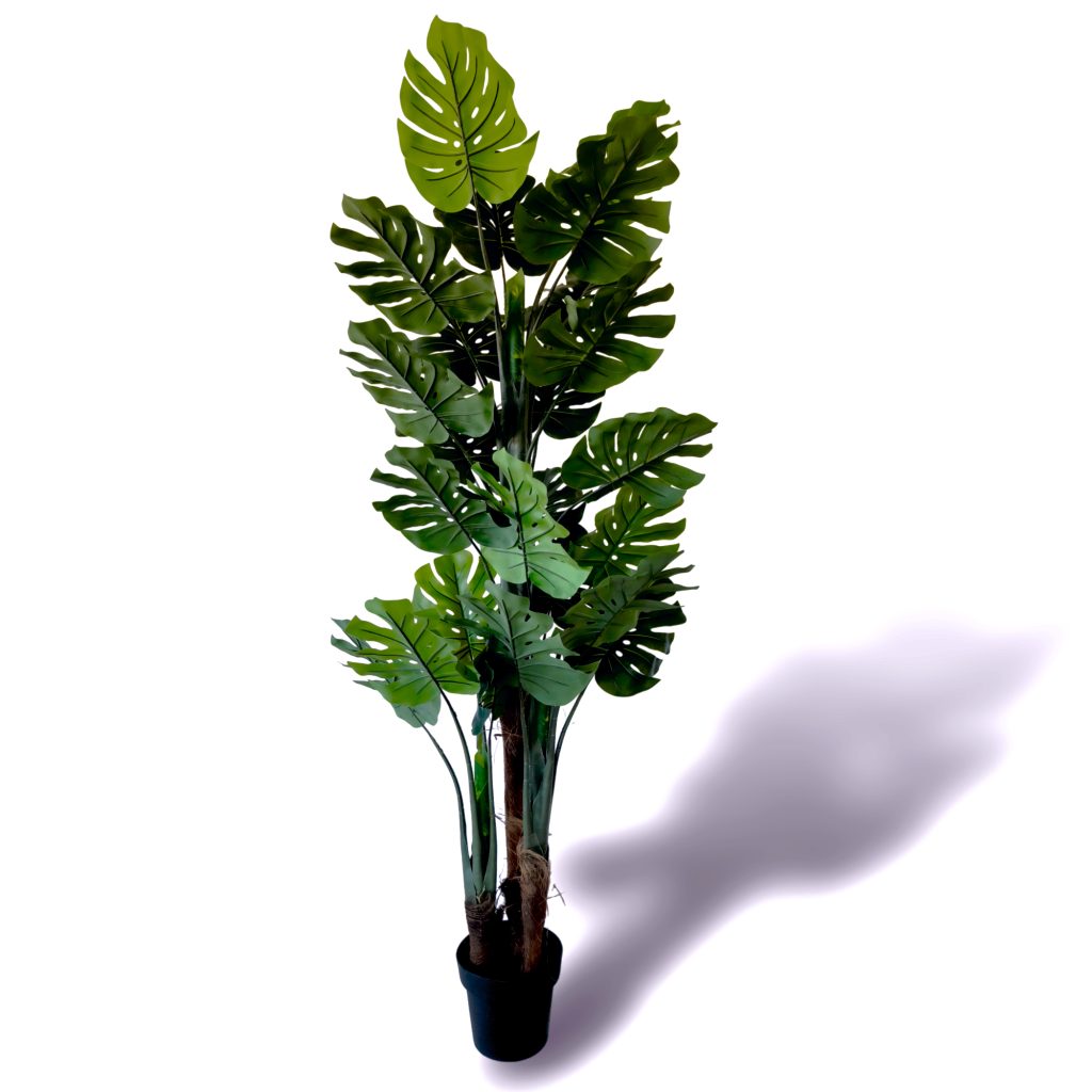 Monstera