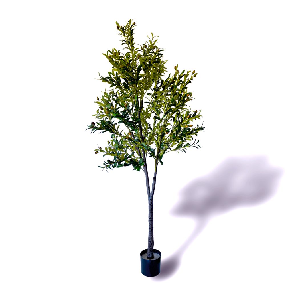 Oliveira 150cm
